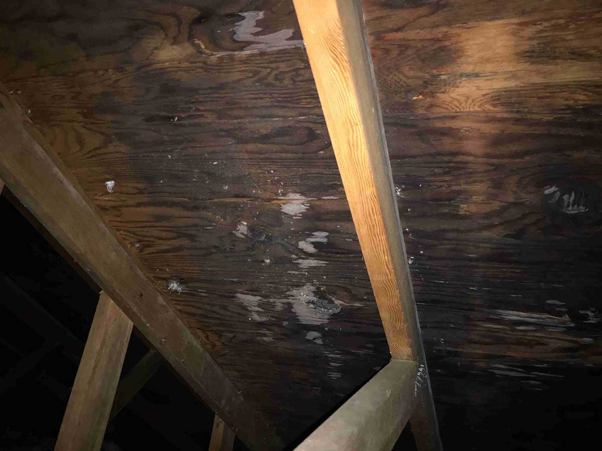 Photo of damage in attic from a leaky roof in need of shingle roof maintenance