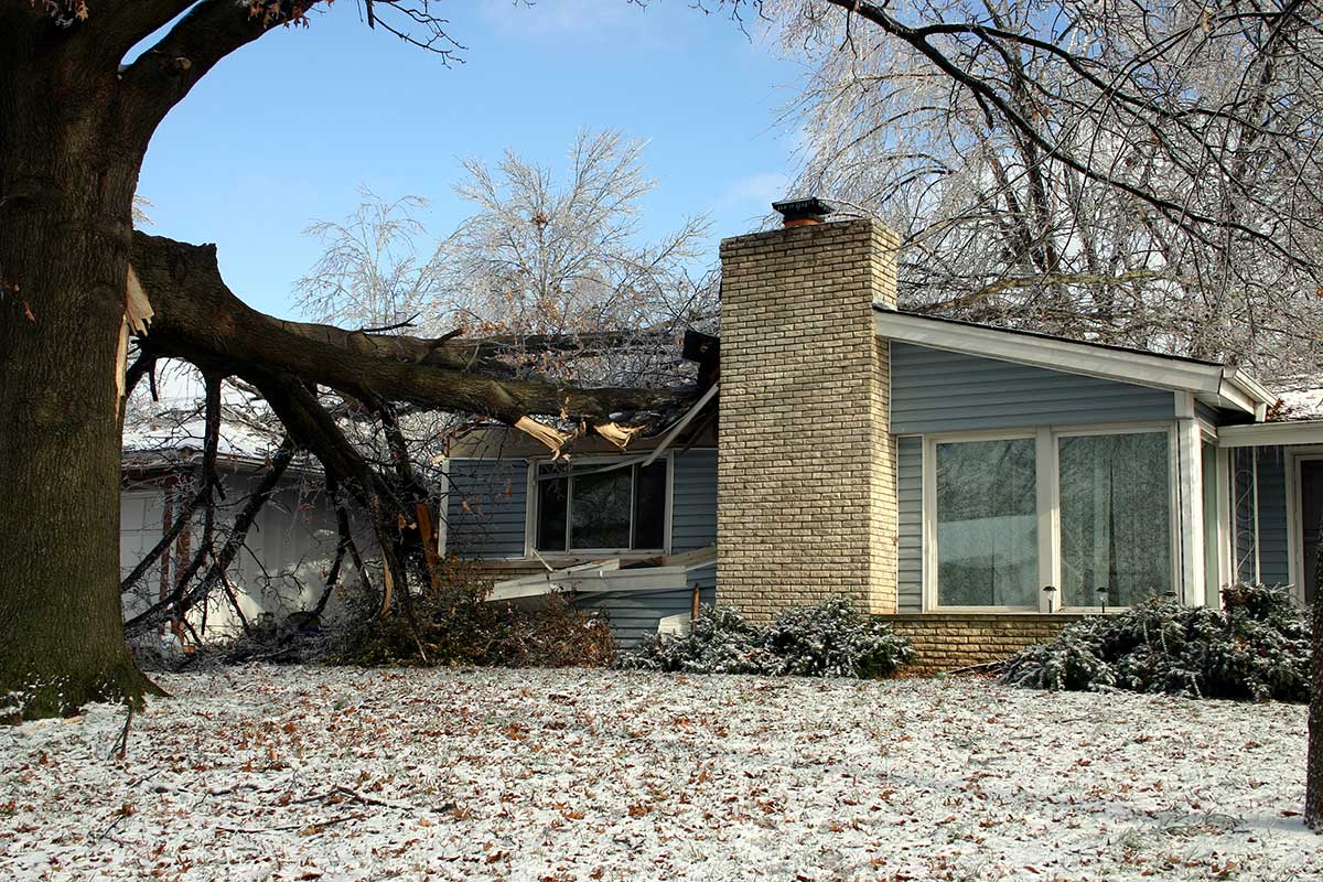 Home roof damaged from a fallen branch