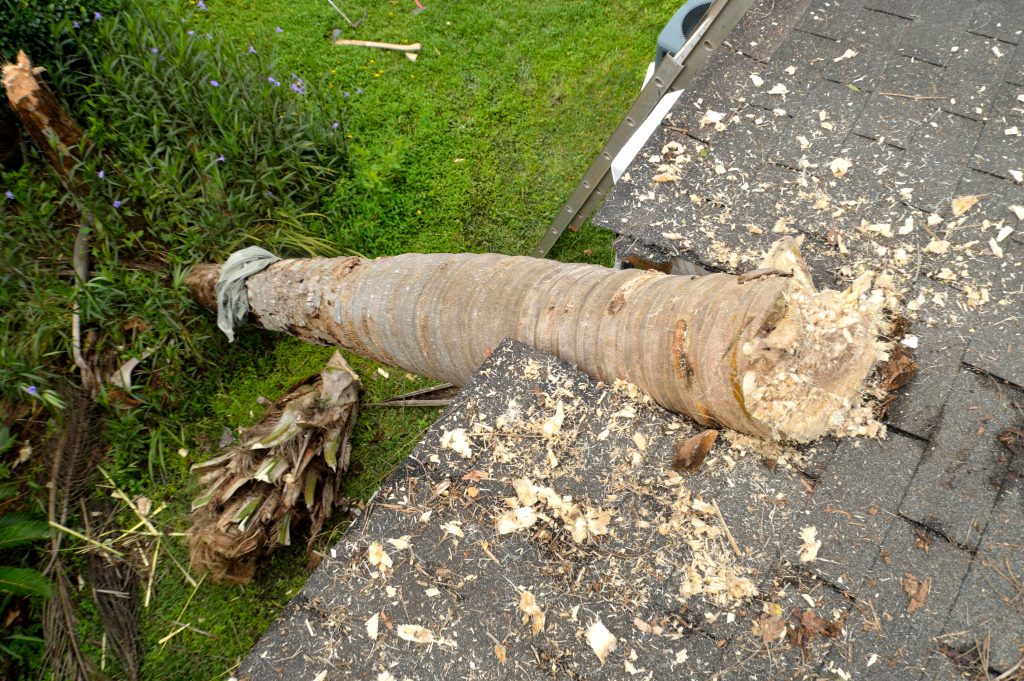 Roof damaged by a tree