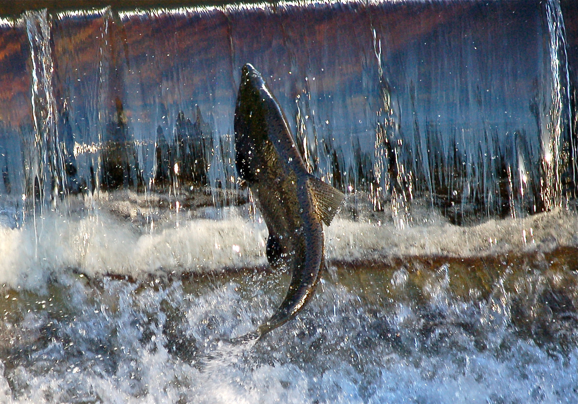 Issaquah Salmon Hatchery with a Salmon swimming up the fish ladder.
