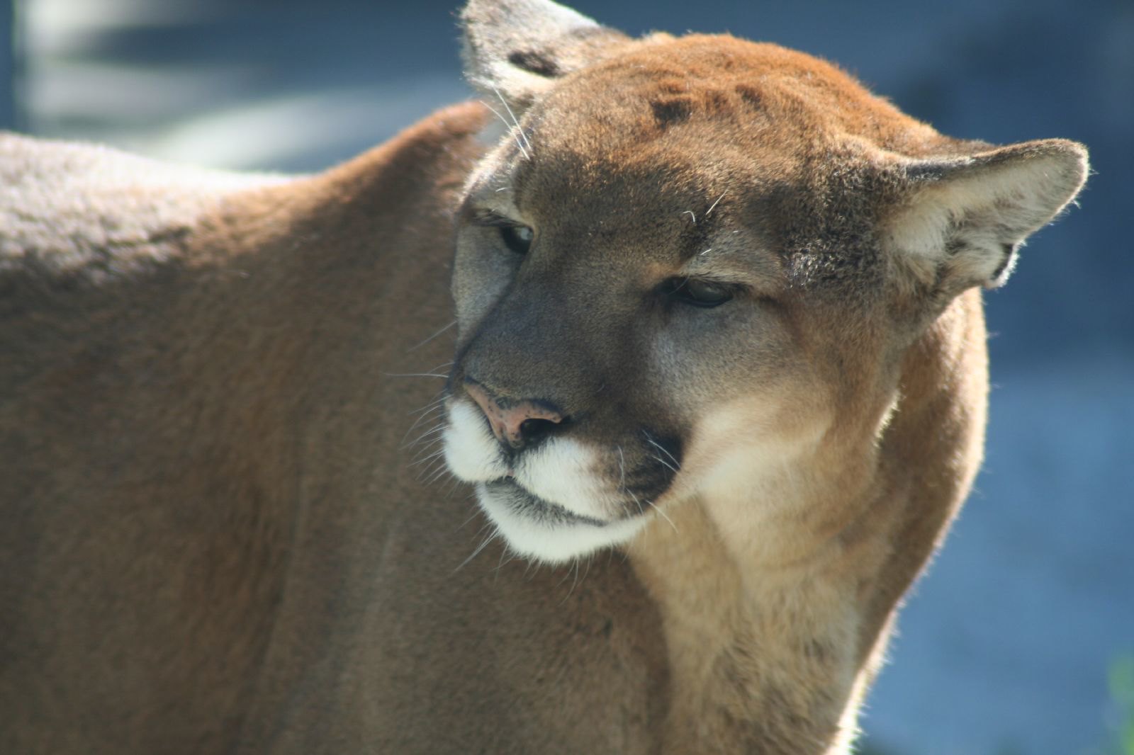 Cougar Mountain Zoo, Issaquah, Washington.