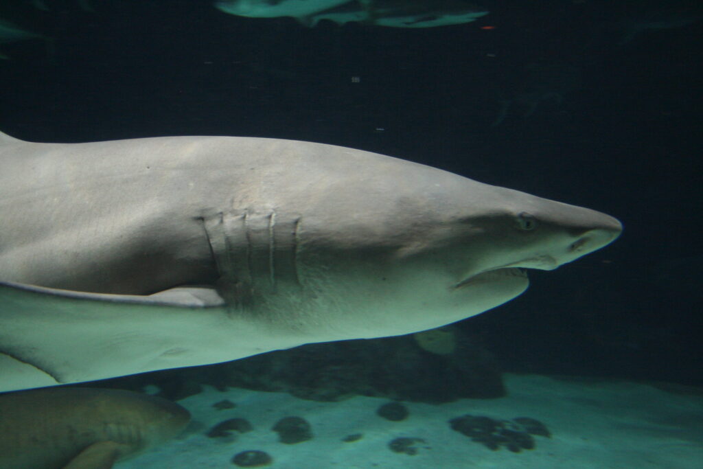 Great White Shark at Point Defiance Zoo and Aquarium, Tacoma, WA.