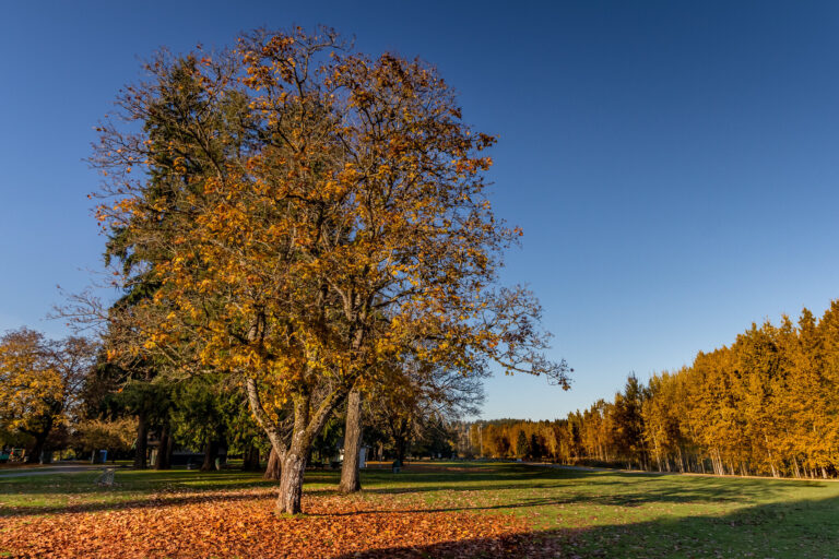 THE CITY OF REDMOND, WASHINGTON 