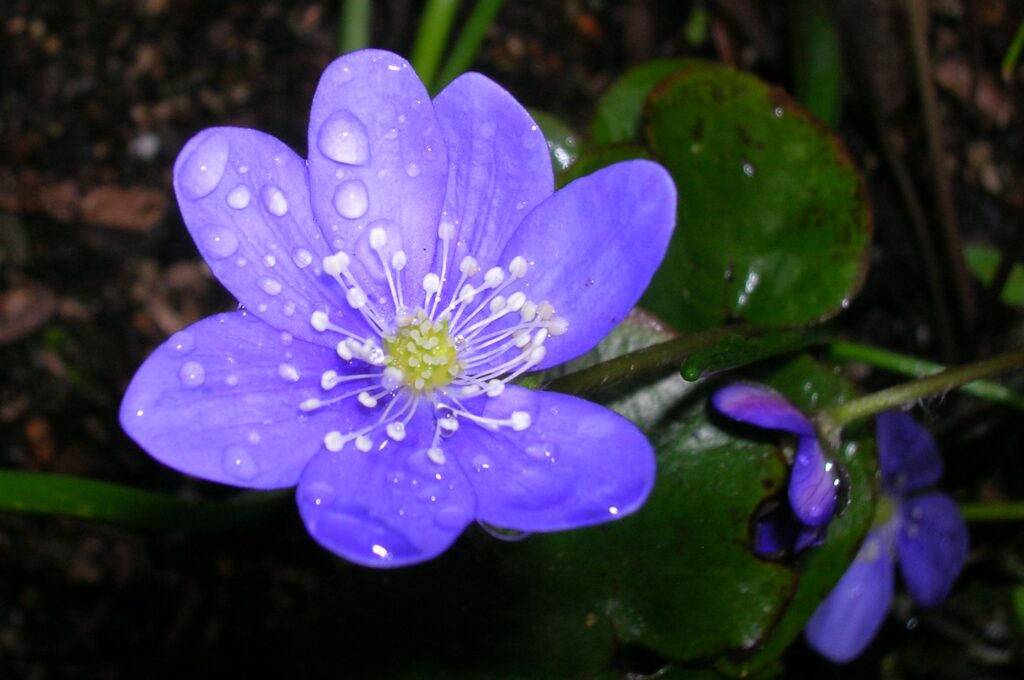 Hepatica blossom