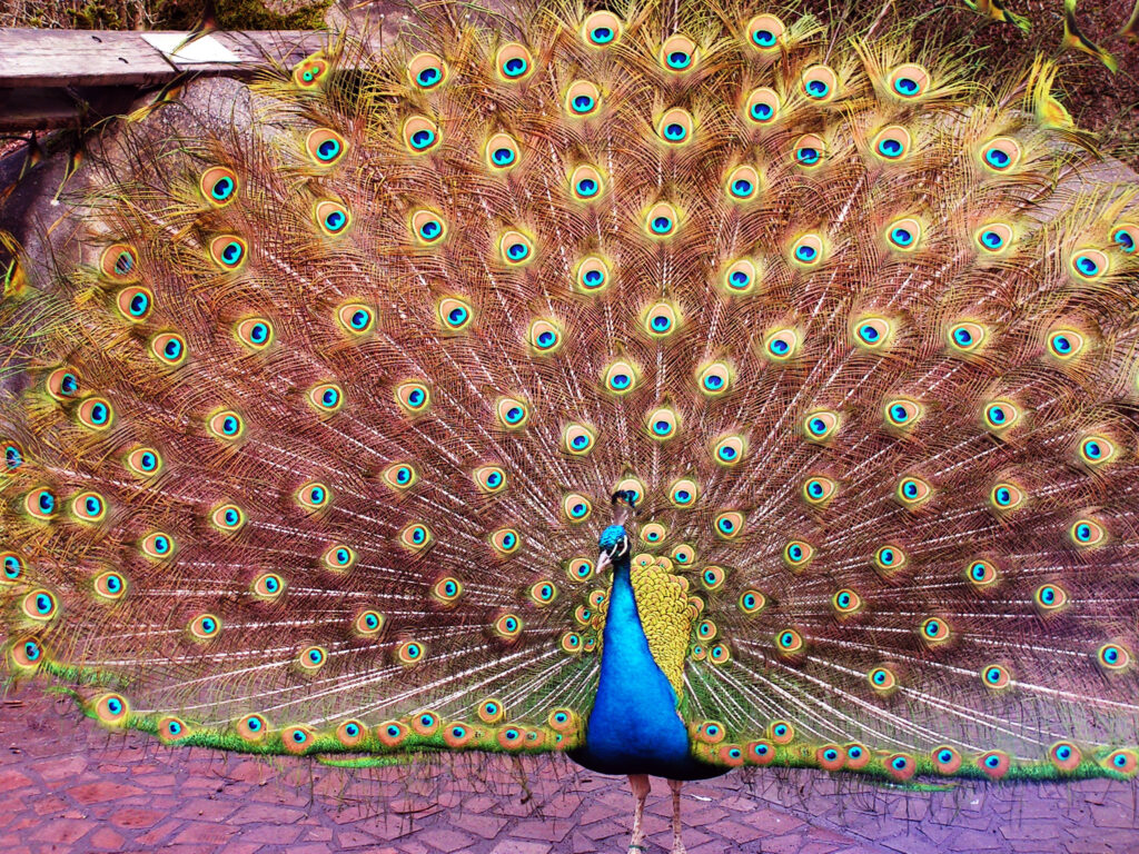 Woodinville, Washington - Zoo peacock