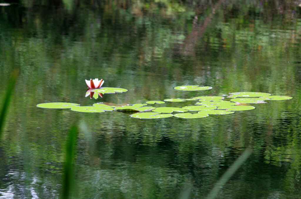 Lily pond with one pink flowering lilly in Bresemann Forest at Spanaway Lake, Washington.