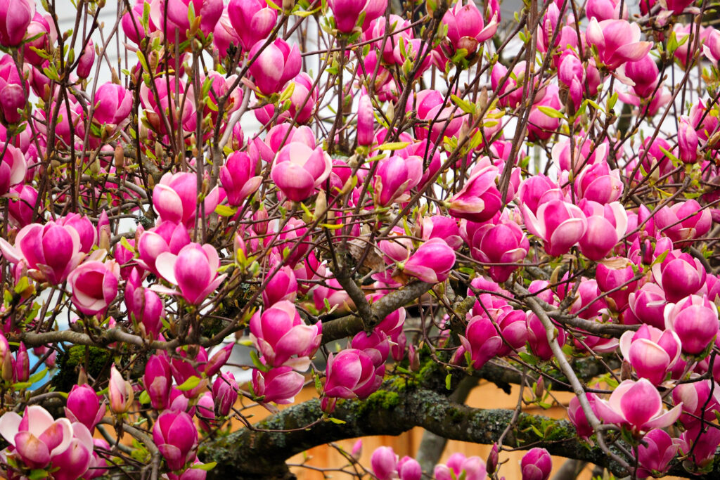 Boughs of vibrant pink magnolia blossoms in Mill Creek, Washington
