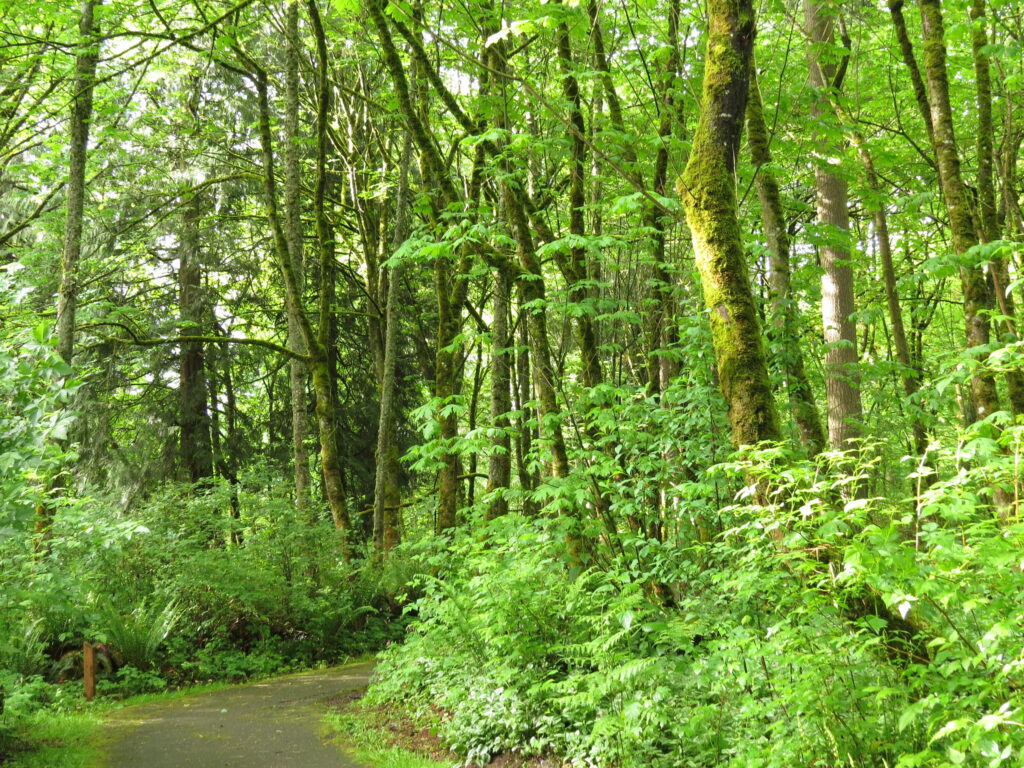 Nelson Nature Park in Edgewood Washington has 1/2 mile of paved walking paths winding through tall trees, and native vegetation, perfect for a leisurely stroll.