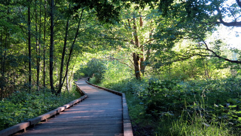 A view of the mile-long Nisqually Estuary Boardwalk that extends over the estuary, making each visit different with the fluctuating tide.