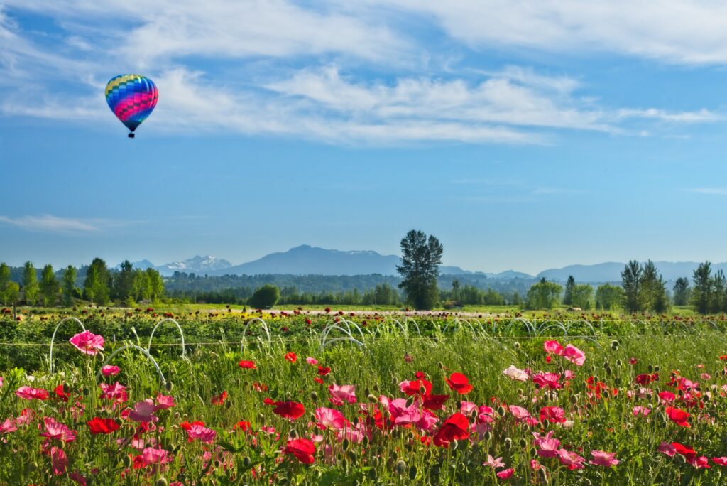 Hot air balloon floating above a flower farm along the Snohomish River east of Everett, Washington in Snohomish County.